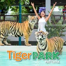 tiger park